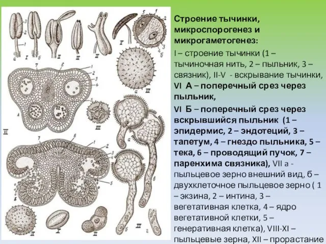Строение тычинки, микроспорогенез и микрогаметогенез: I – строение тычинки (1 – тычиночная нить,