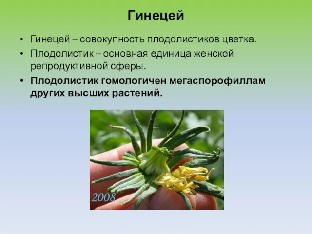 Гинецей Гинецей – совокупность плодолистиков цветка. Плодолистик – основная единица женской репродуктивной сферы.