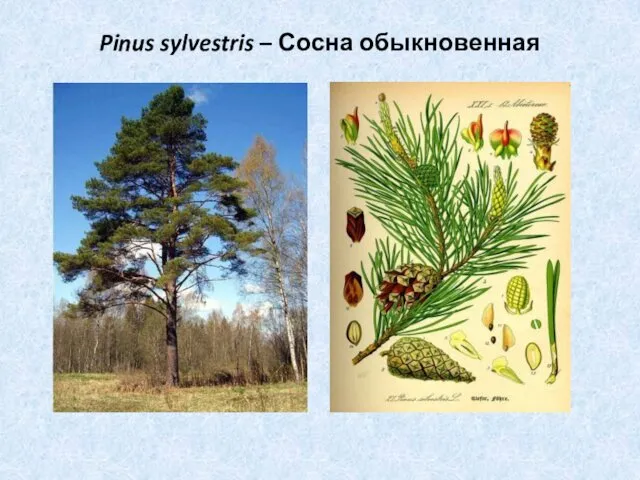Pinus sylvestris – Сосна обыкновенная