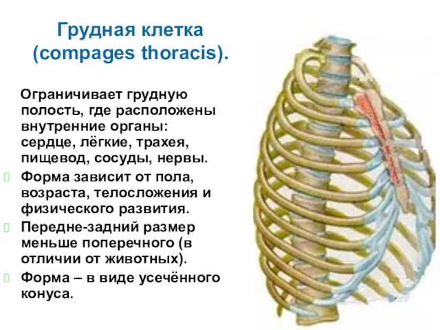 Грудная клетка (compages thoracis). Ограничивает грудную полость, где расположены внутренние