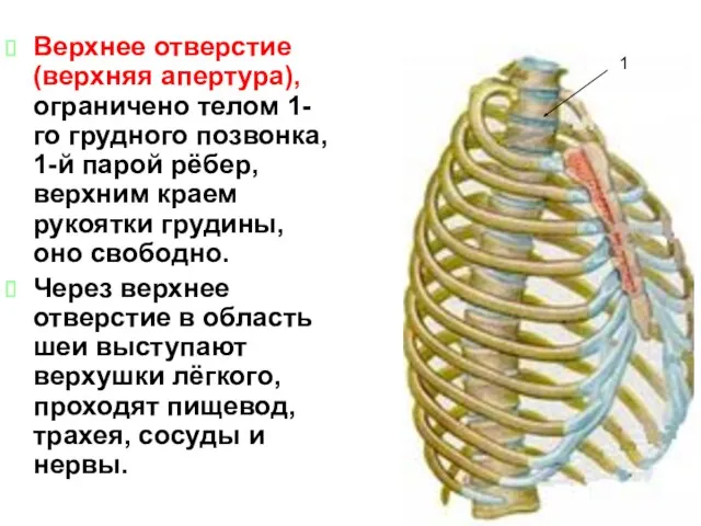 Верхнее отверстие (верхняя апертура), ограничено телом 1-го грудного позвонка, 1-й