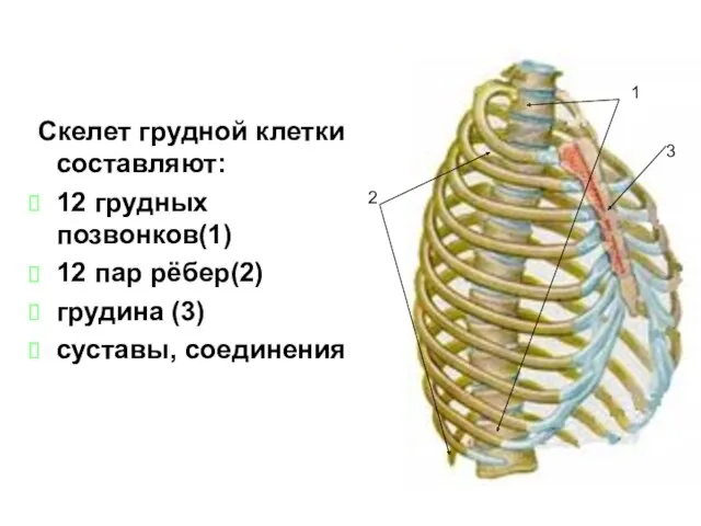 Скелет грудной клетки составляют: 12 грудных позвонков(1) 12 пар рёбер(2)
