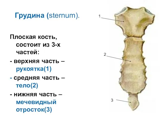 Грудина (sternum). Плоская кость, состоит из 3-х частей: - верхняя