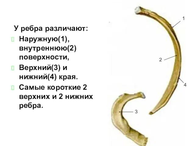 У ребра различают: Наружную(1), внутреннюю(2) поверхности, Верхний(3) и нижний(4) края.