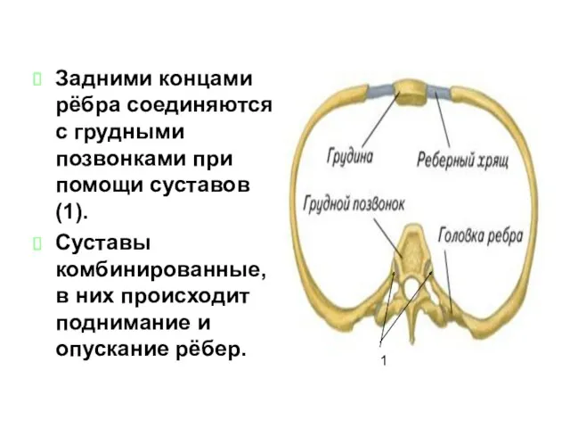 Задними концами рёбра соединяются с грудными позвонками при помощи суставов(1).