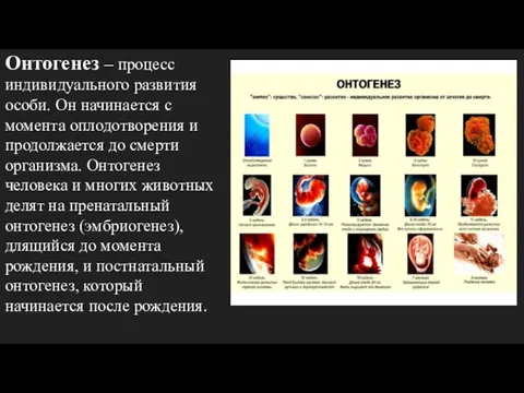 Онтогенез – процесс индивидуального развития особи. Он начинается с момента