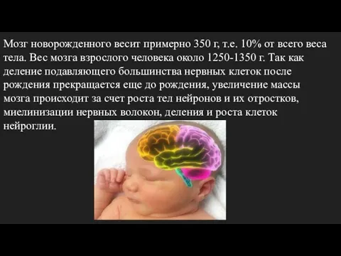 Мозг новорожденного весит примерно 350 г, т.е. 10% от всего веса тела. Вес