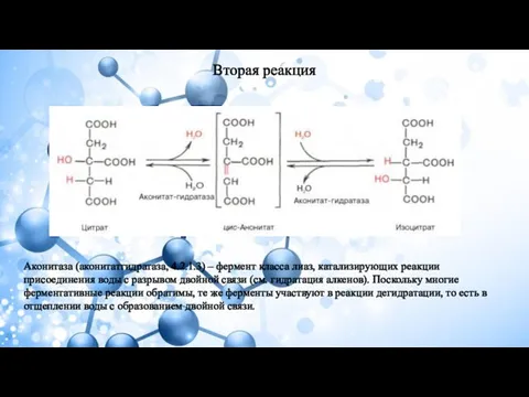 Вторая реакция Аконитаза (аконитатгидратаза, 4.2.1.3) – фермент класса лиаз, катализирующих