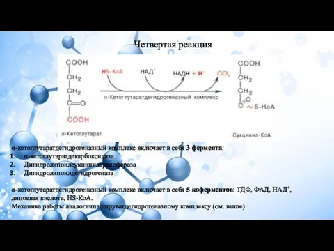 Четвертая реакция α-кетоглутаратдегидрогеназный комплекс включает в себя 3 фермента: α-кетоглутаратдекарбоксилаза