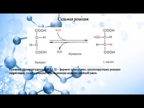 Седьмая реакция Фумараза (фумаратгидратаза, 4.2.1.2) – фермент класса лиаз, катализирующих