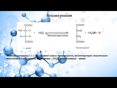 Восьмая реакция Малатдегидрогеназа (1.1.1.37) – фермент класса оксидоредуктаз, катализирующих окислительно-восстановительные