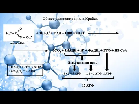 Общее уравнение цикла Кребса Ацетил-КоА + 3НАД+ + ФАД +