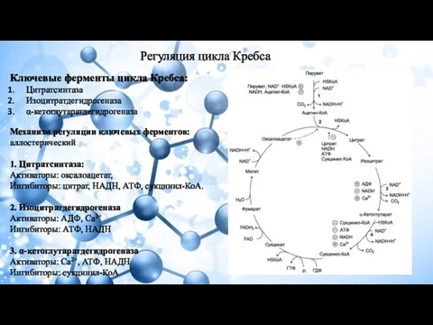 Регуляция цикла Кребса Ключевые ферменты цикла Кребса: Цитратсинтаза Изоцитратдегидрогеназа α-кетоглутаратдегидрогеназа