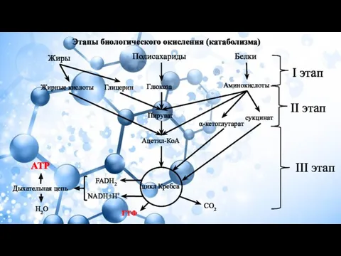 Этапы биологического окисления (катаболизма) Жиры Полисахариды Белки Жирные кислоты Глицерин