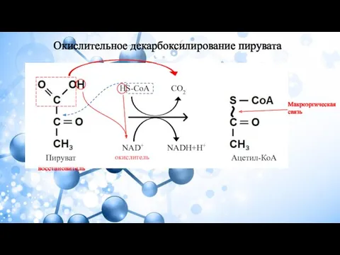 Окислительное декарбоксилирование пирувата NAD+ NADH+H+ HS-CoA CO2 Пируват Ацетил-КоА Макроэргическая связь окислитель восстановитель