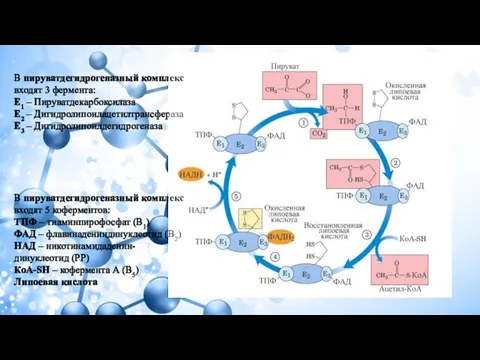 В пируватдегидрогеназный комплекс входят 3 фермента: Е1 – Пируватдекарбоксилаза Е2