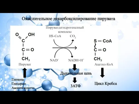 Окислительное декарбоксилирование пирувата NAD+ NADH+H+ HS-CoA CO2 Пируват Ацетил-КоА Пируватдегидрогеназный