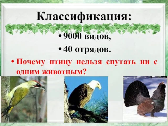 Классификация: 9000 видов, 40 отрядов. Почему птицу нельзя спутать ни с одним животным? 11.12.2013