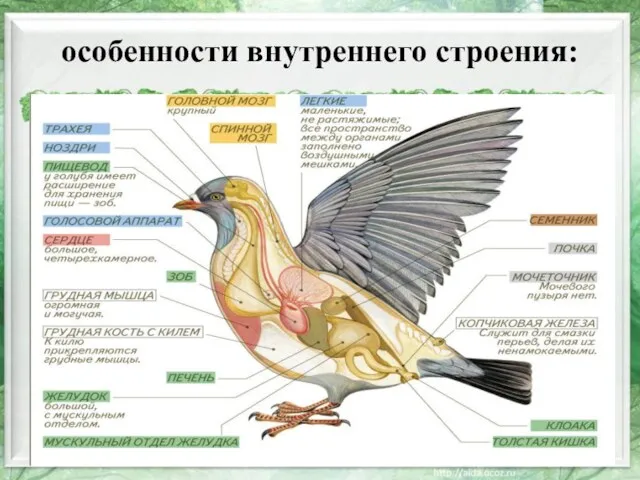 особенности внутреннего строения: