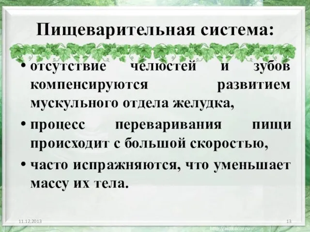 Пищеварительная система: отсутствие челюстей и зубов компенсируются развитием мускульного отдела