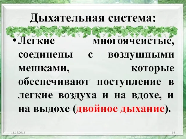 Дыхательная система: Легкие многоячеистые, соединены с воздушными мешками, которые обеспечивают