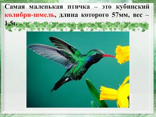 Самая маленькая птичка – это кубинский колибри-шмель, длина которого 57мм, вес – 1,5г.