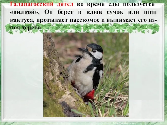 Галапагосский дятел во время еды пользуется «вилкой». Он берет в