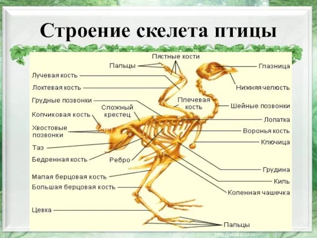 Строение скелета птицы