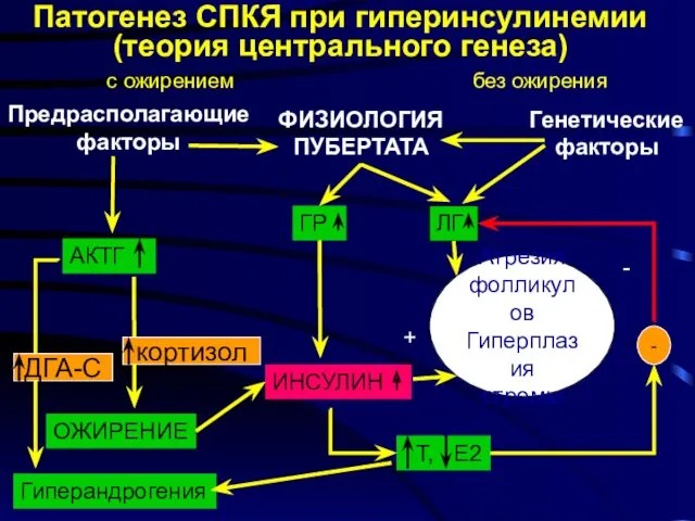 Предрасполагающие факторы ФИЗИОЛОГИЯ ПУБЕРТАТА Генетические факторы АКТГ ОЖИРЕНИЕ ИНСУЛИН Атрезия