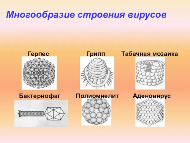 Многообразие строения вирусов Герпес Грипп Табачная мозаика Бактериофаг Полиомиелит Аденовирус
