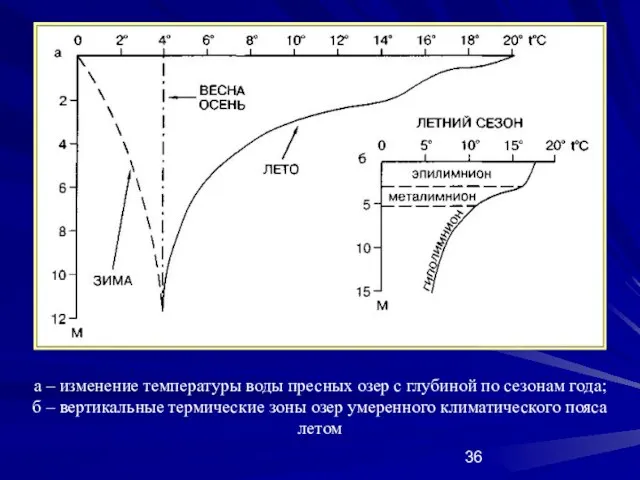 а – изменение температуры воды пресных озер с глубиной по