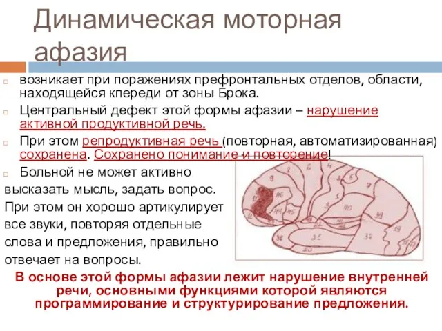 Динамическая моторная афазия возникает при поражениях префронтальных отделов, области, находящейся