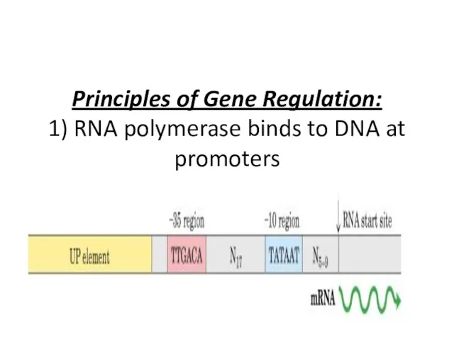 Principles of Gene Regulation: 1) RNA polymerase binds to DNA at promoters