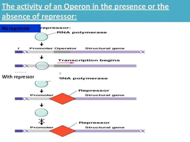 No repressor With repressor The activity of an Operon in