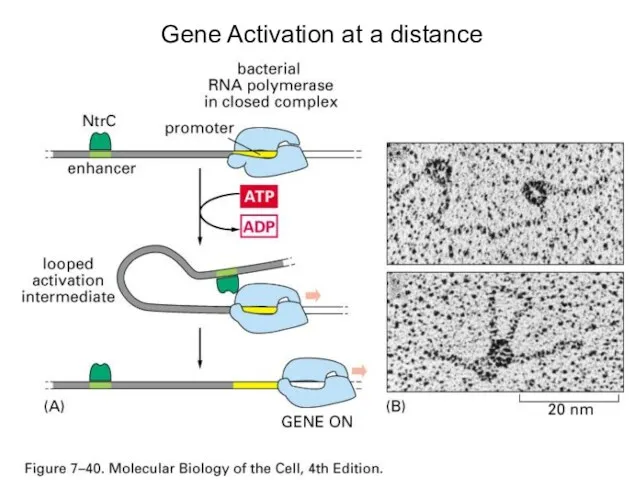 Gene Activation at a distance