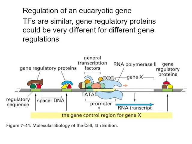 Regulation of an eucaryotic gene TFs are similar, gene regulatory