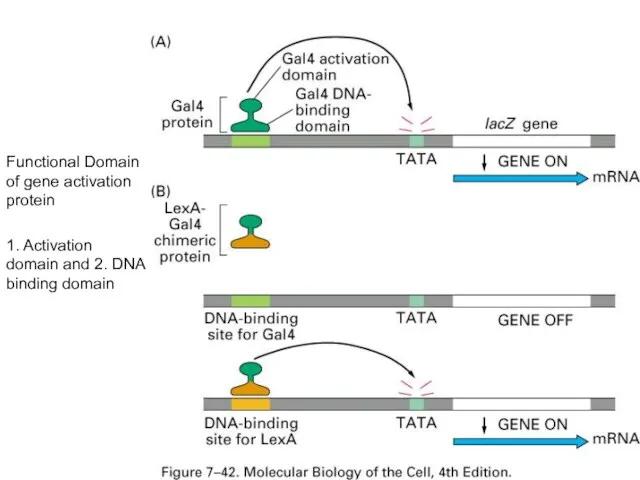 Functional Domain of gene activation protein 1. Activation domain and 2. DNA binding domain