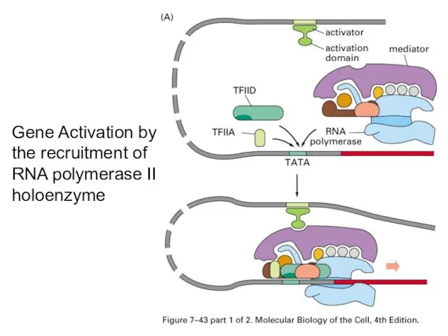 Gene Activation by the recruitment of RNA polymerase II holoenzyme