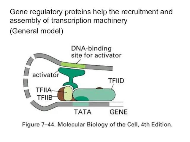 Gene regulatory proteins help the recruitment and assembly of transcription machinery (General model)