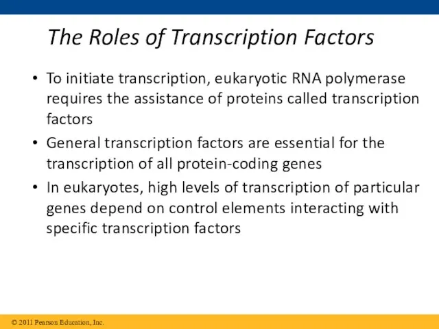 The Roles of Transcription Factors To initiate transcription, eukaryotic RNA