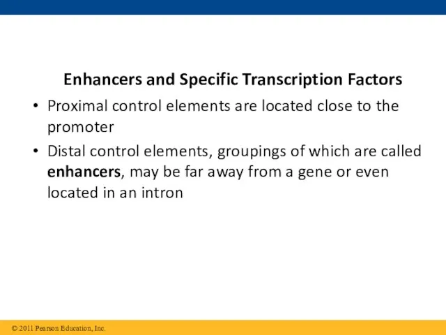 Proximal control elements are located close to the promoter Distal