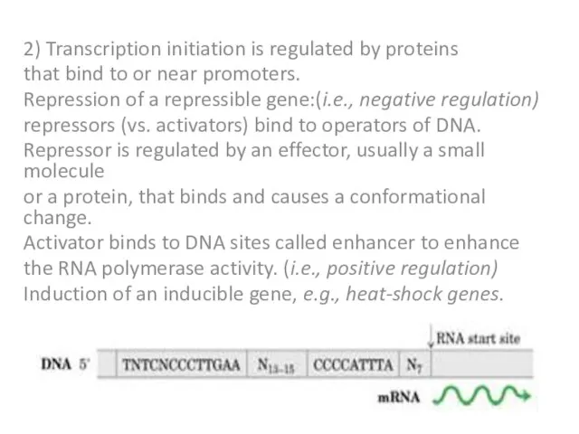 2) Transcription initiation is regulated by proteins that bind to