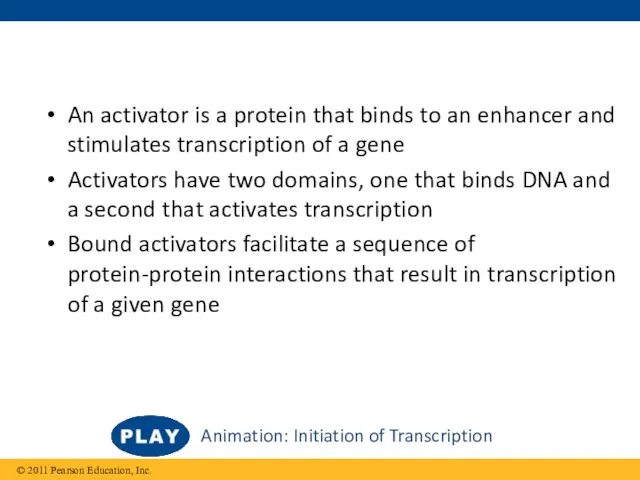 An activator is a protein that binds to an enhancer