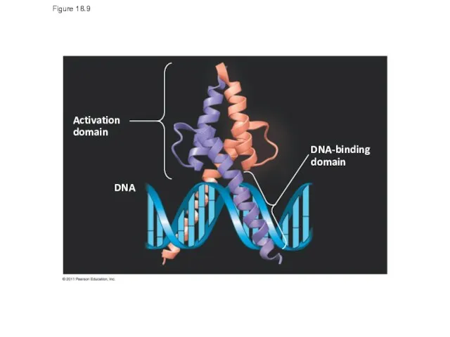 Figure 18.9 DNA Activation domain DNA-binding domain