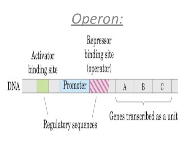 Operon: