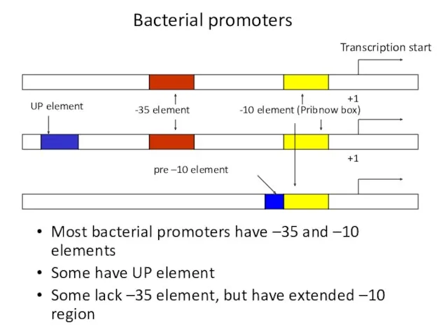 Bacterial promoters Most bacterial promoters have –35 and –10 elements