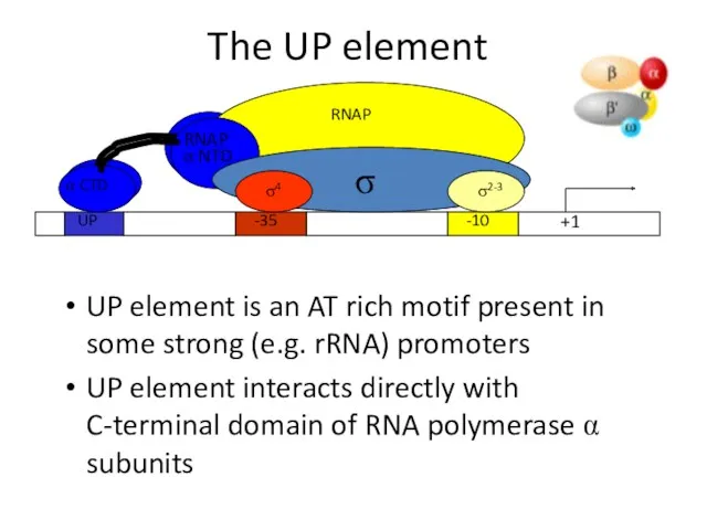 The UP element UP element is an AT rich motif
