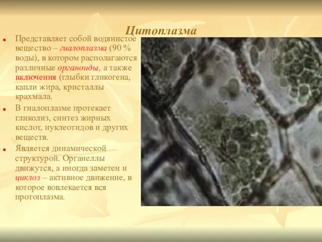 Цитоплазма Представляет собой водянистое вещество – гиалоплазма (90 % воды),