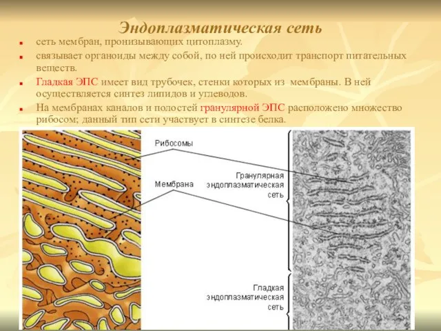 Эндоплазматическая сеть сеть мембран, пронизывающих цитоплазму. связывает органоиды между собой,