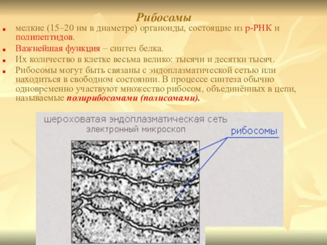 Рибосомы мелкие (15–20 нм в диаметре) органоиды, состоящие из р-РНК
